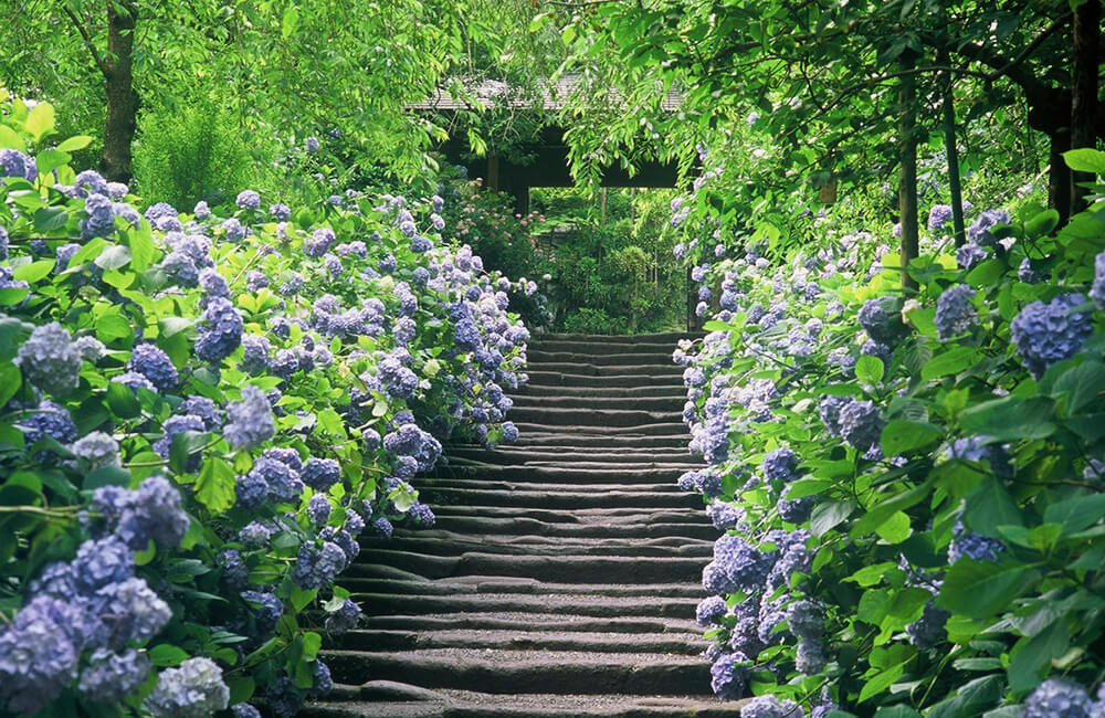 Khám phá hải trình Thượng Hải - Kyoto - Kobe - Tokyo đón mùa hoa cẩm tú cầu khoe sắc